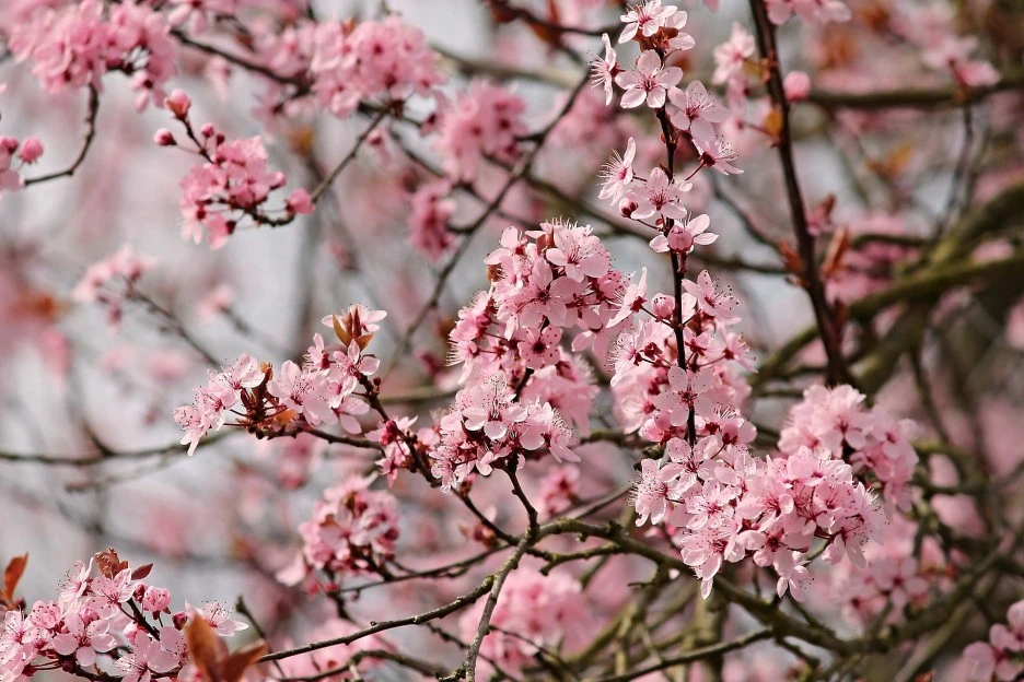 almond-tree-3308361_1920.jpg?type=w1