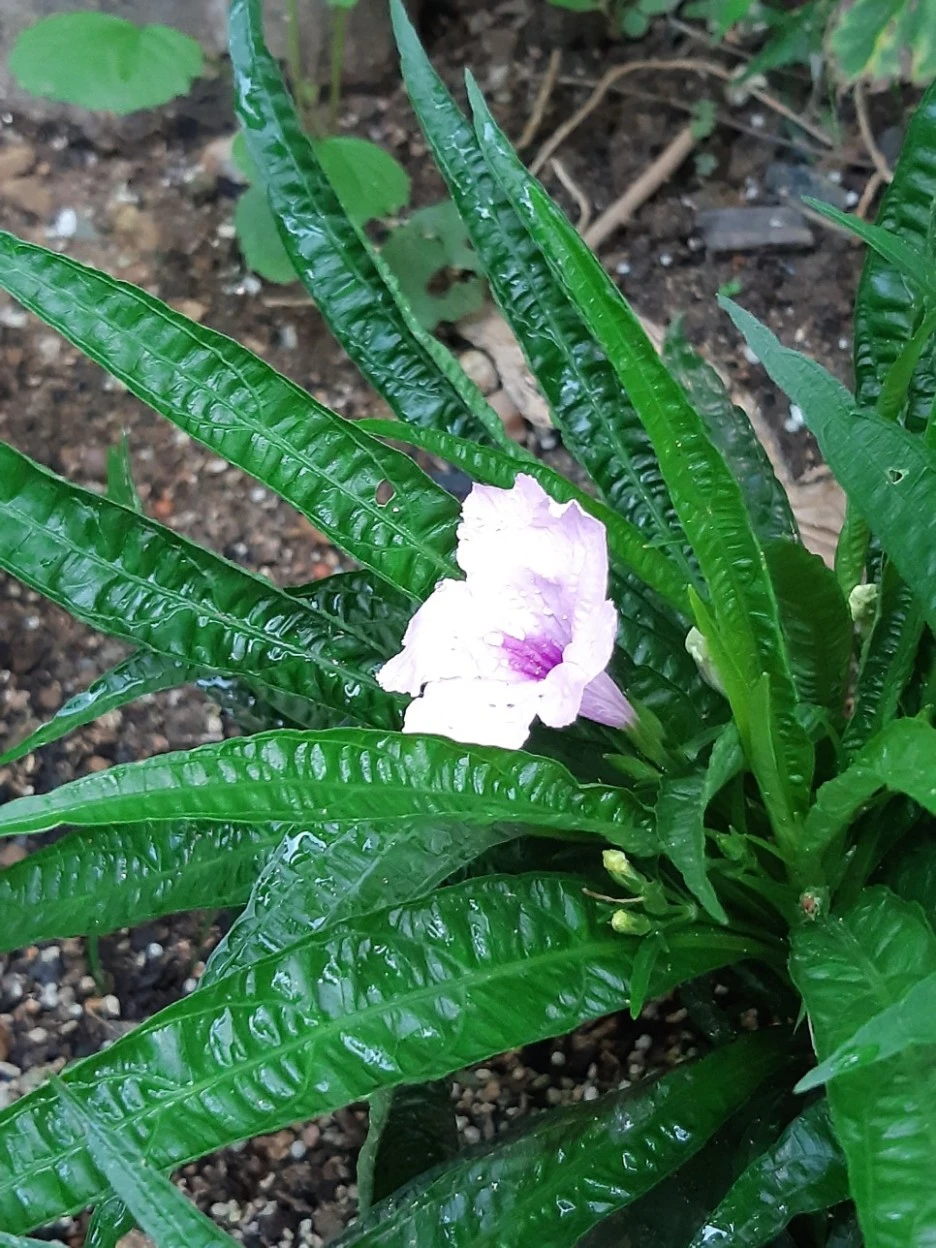 20200831_063816.jpg?type=w1