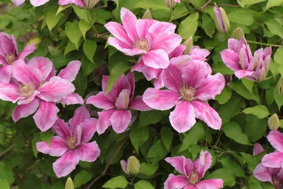 clematis-350358_1920.jpg?type=w1
