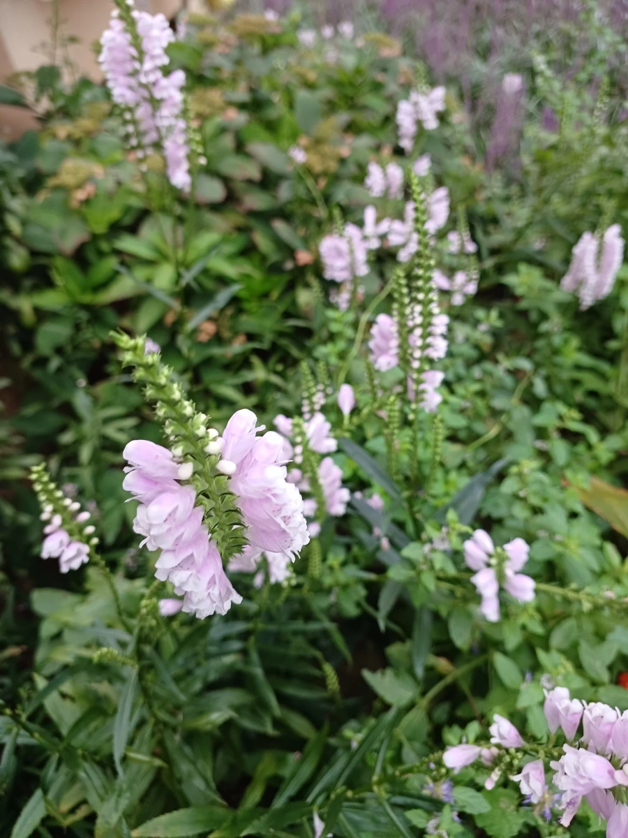 20220910%EF%BC%BF063935.jpg?type=w1