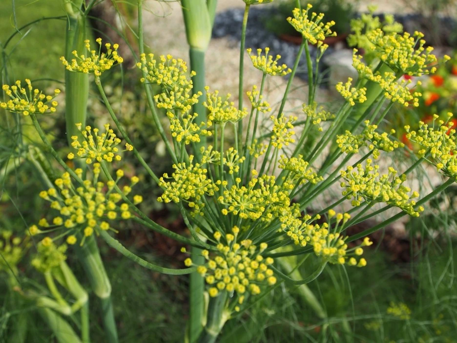 blooming-fennel-592958_1920.jpg?type=w1