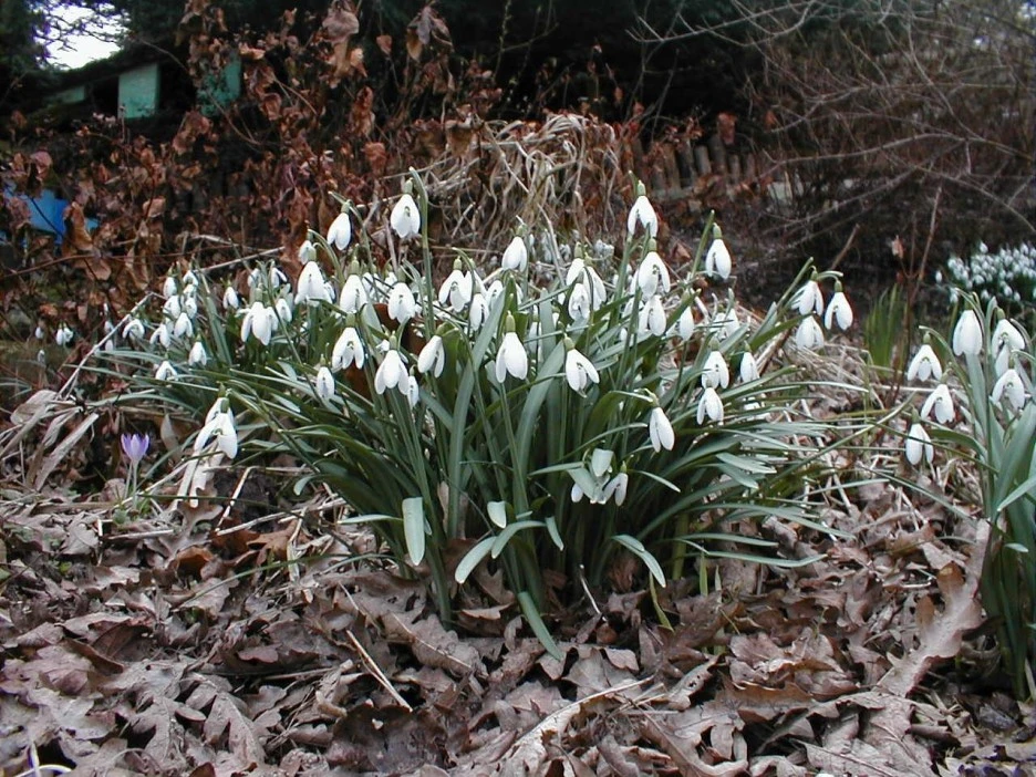 Blaikiewell_snowdrops.jpg?type=w1