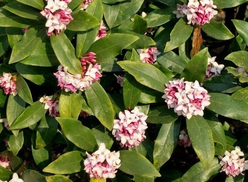 웹 캡처_13-12-2022_14476_cafe.naver.com.jpeg