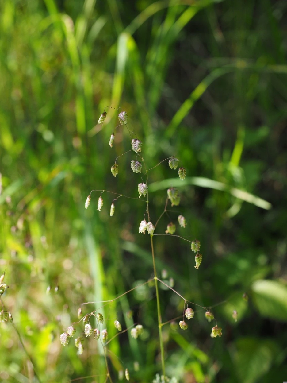 medium-quaking-grass-4439093_1920.jpg?type=w1