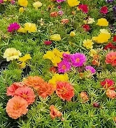 %EC%9B%B9_%EC%BA%A1%EC%B2%98_15-10-2022_14509_www.xplant.co.kr.jpeg?type=w1