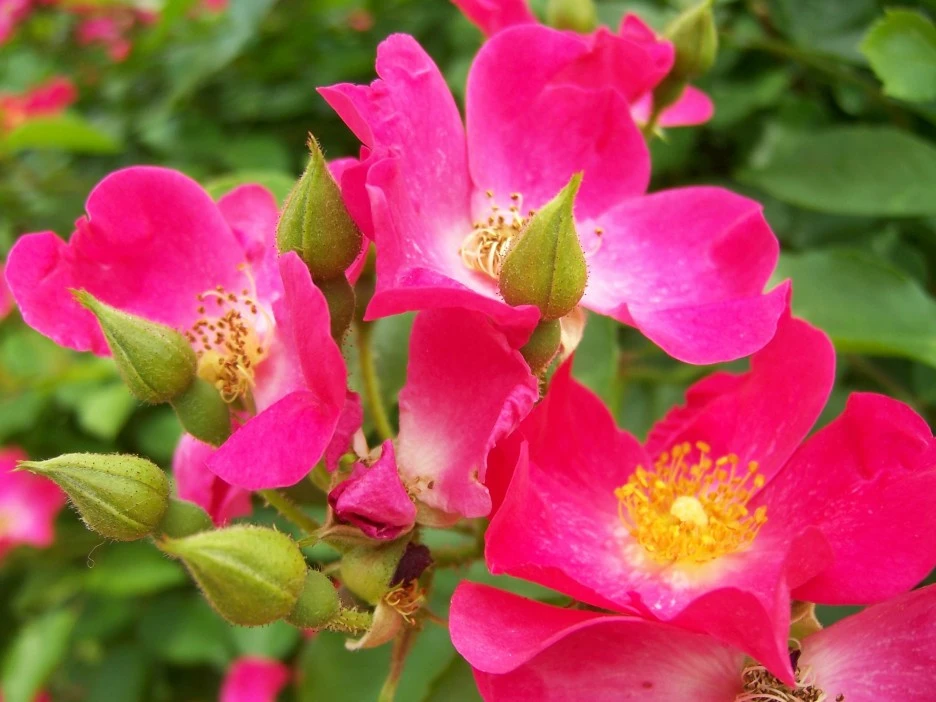 %EB%B6%89%EC%9D%80%EA%BD%835.jpg?type=w1