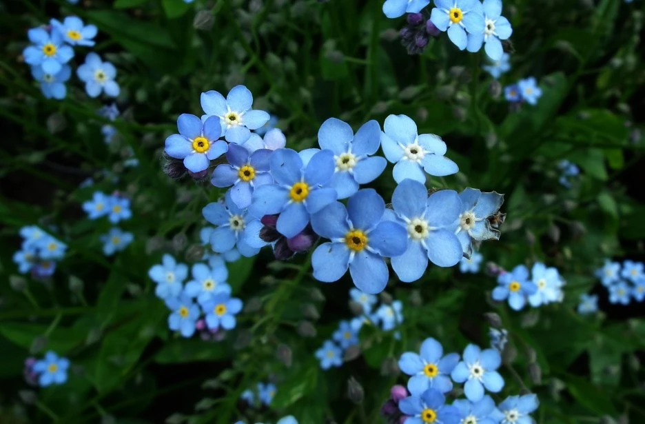 flower-3322961_1920.jpg?type=w1