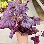 0050010000001816653_%ED%9C%B4%EC%BC%80%EB%9D%BC_%EB%B0%94%EC%9C%84%EC%B7%A8.jpg?typew1