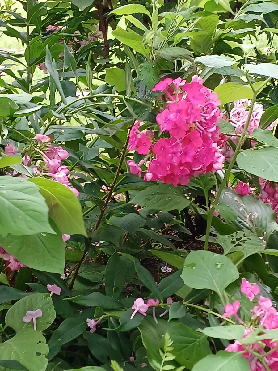 20220721%EF%BC%BF131218.jpg?type=w1