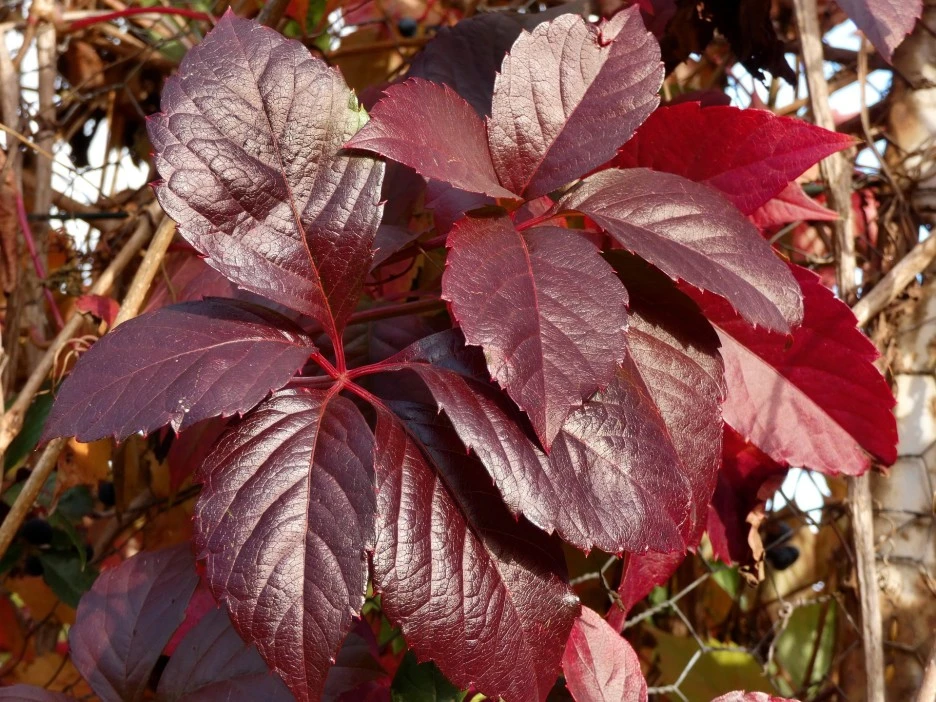 vine-virgin-3872396_1920.jpg?type=w1