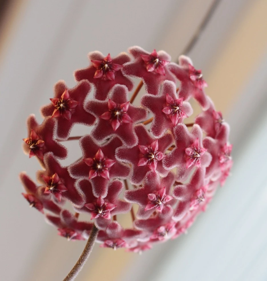 hoya-1063661_1920.jpg?type=w1