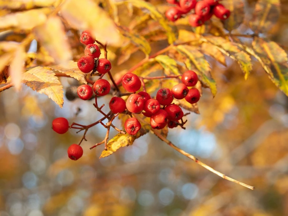 rowan-berries-6613914_1920.jpg?type=w1