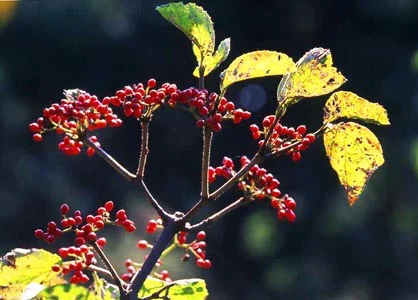 2cb67c9bf4c399ce768d94d024a4008d.jpg?typew1