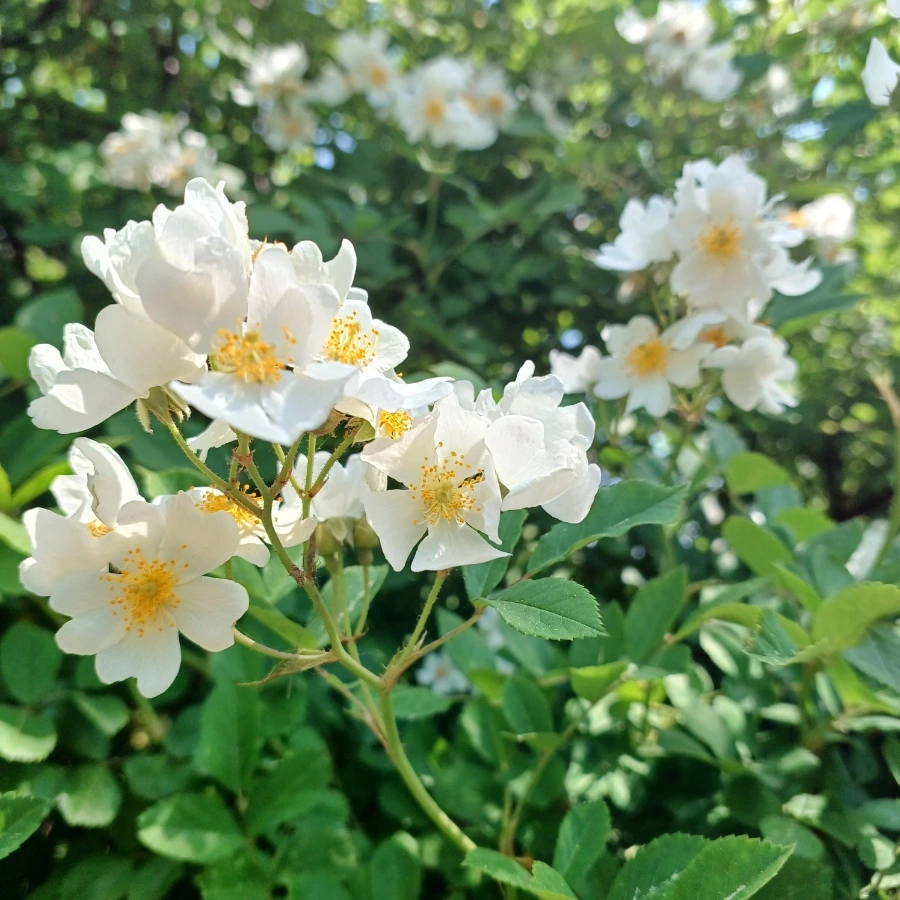 20220512%EF%BC%BF105922.jpg?type=w1