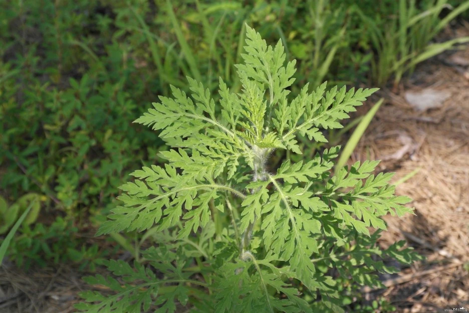 ib58_1280_i5_%EA%B5%AD%EB%A6%BD%EC%88%98%EB%AA%A9%EC%9B%90_%EA%B5%AD%EA%B0%80%EC%83%9D%EB%AC%BC%EC%A2%85%EC%A7%80%EC%8B%9D%EC%A0%95%EB%B3%B4_-_%EC%8B%9D%EB%AC%BC.jpg?type=w1