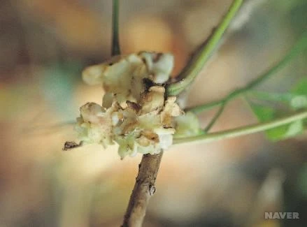 KWH_485_18_%EA%B5%AD%EB%A6%BD%EC%A4%91%EC%95%99%EA%B3%BC%ED%95%99%EA%B4%80_-_%EC%8B%9D%EB%AC%BC%EC%A0%95%EB%B3%B4.jpg?type=w1