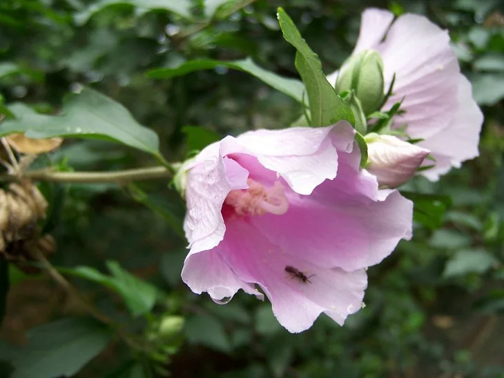 result_2006_7_2_13_53_4_828_32-lysook7.jpg?type=w1