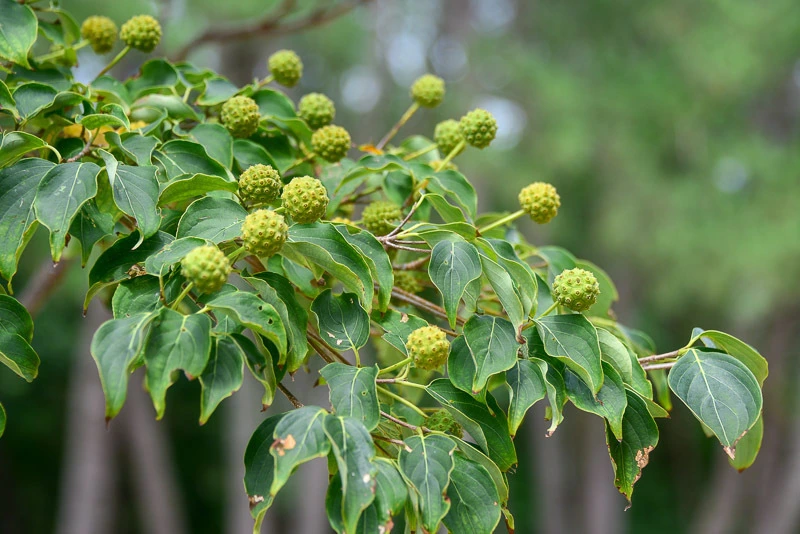 c0620d0e2e0a99147a7a04a58c1e4f8c16988ae6.jpg?type=w1