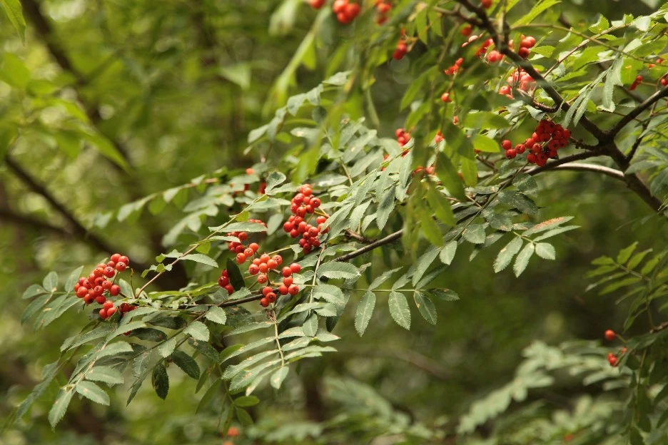 bunches-of-rowan-4349066_1920.jpg?type=w1