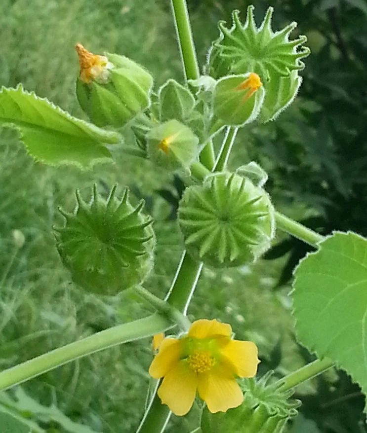 20160912-%EC%96%B4%EC%A0%80%EA%B7%80_(20).jpg?type=w1