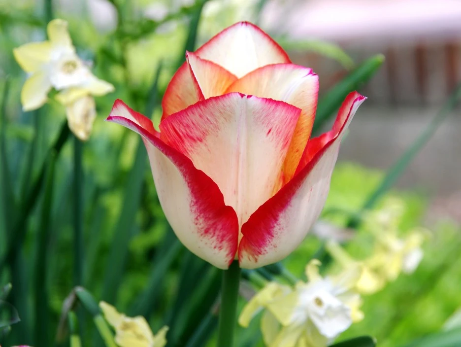 tulip-3360545_1920.jpg?typew1