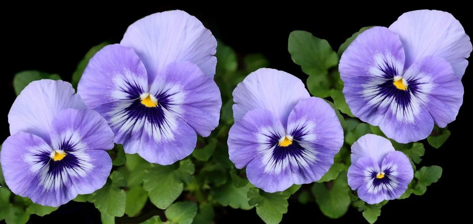 flowers-4199586_1920.jpg?typew1