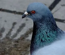 %EB%B9%84%EB%91%98%EA%B8%B0_%EB%AA%A9.jpg?type=w1