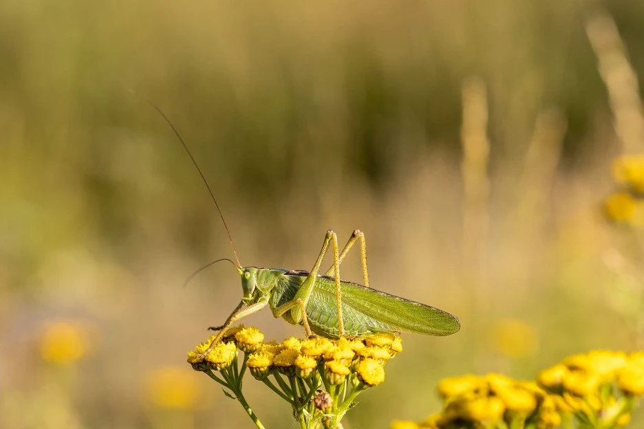 grasshopper-6506820_1920.jpg?type=w1