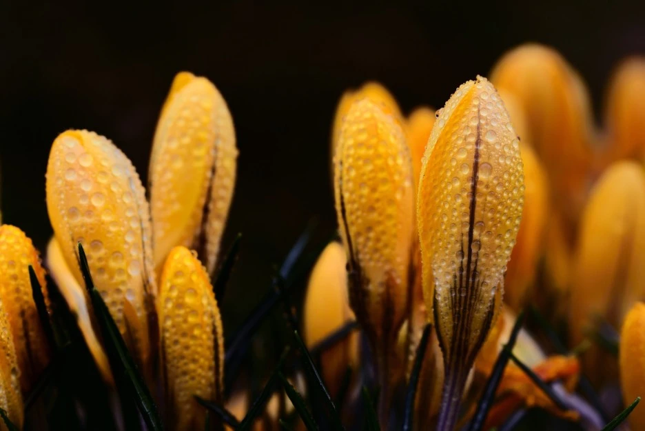 crocus-6089299_1920.jpg?type=w1