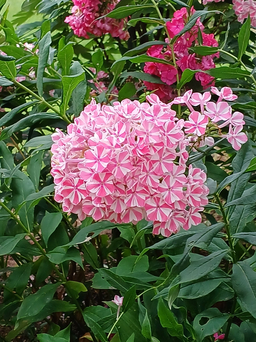 20220721%EF%BC%BF131240.jpg?type=w1