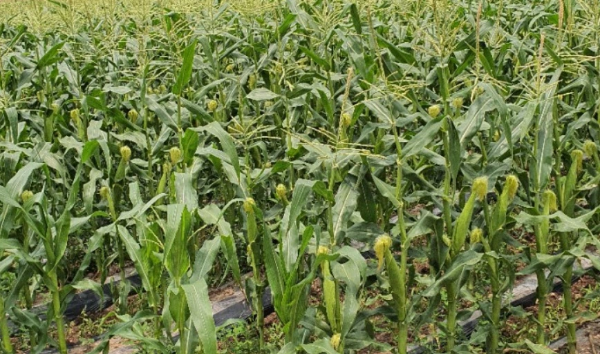 SE-388ecdf5-a7a7-47f3-a9f8-37b9a920ad6c.png?type=w1