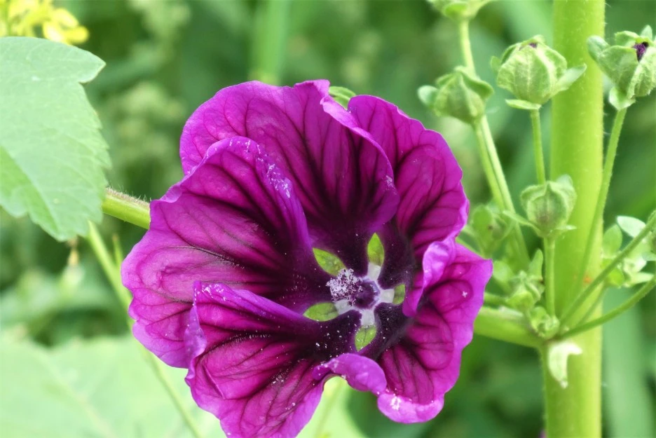 a-large-mallow-5403194_1920.jpg?type=w1