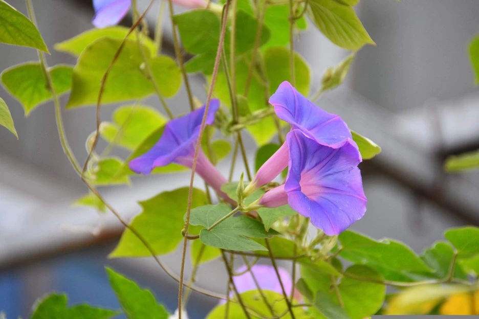 bindweed-5603127_1920.jpg?type=w1