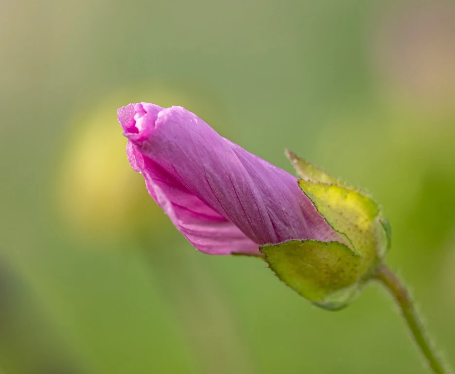 bloom-5068421_1920.jpg?type=w1