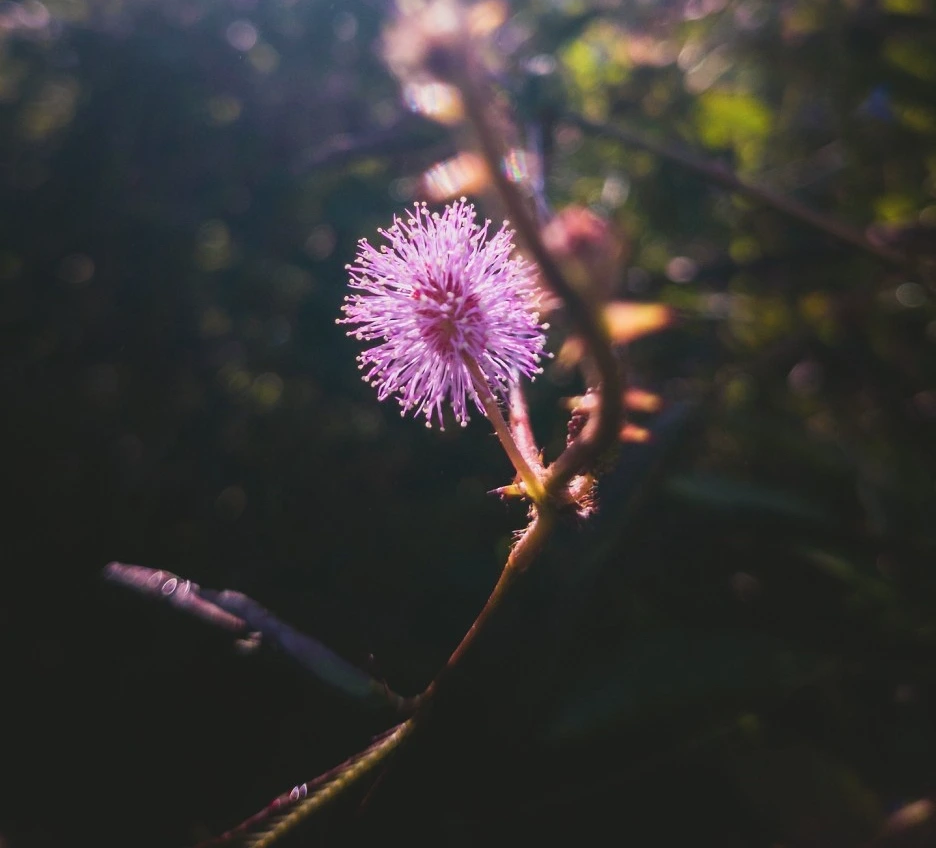 shameplant-6892137_1920.jpg?type=w1