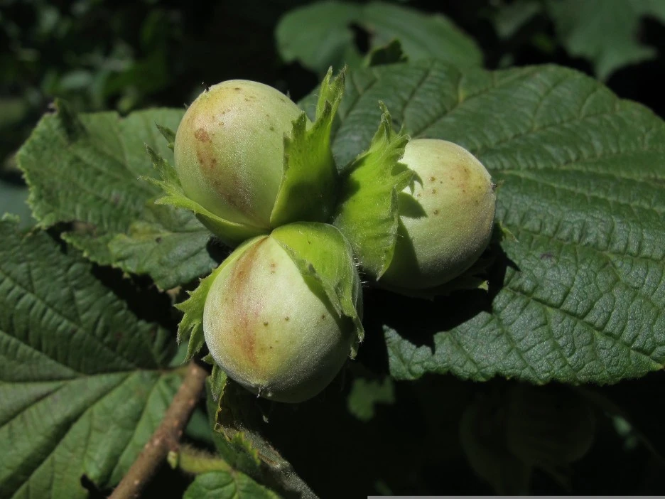 hazelnut-2383921_1920.jpg?type=w1