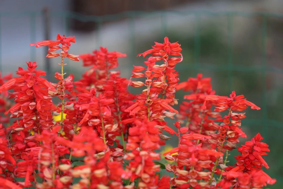 red-garden-sage-3712189_1920.jpg?type=w1