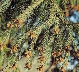 jk_14_2_%EC%82%BC%EB%82%98%EB%AC%B4_%EA%B5%AD%EB%A6%BD%EC%A4%91%EC%95%99%EA%B3%BC%ED%95%99%EA%B4%80_-_%EC%8B%9D%EB%AC%BC%EC%A0%95%EB%B3%B4.jpg?type=w1