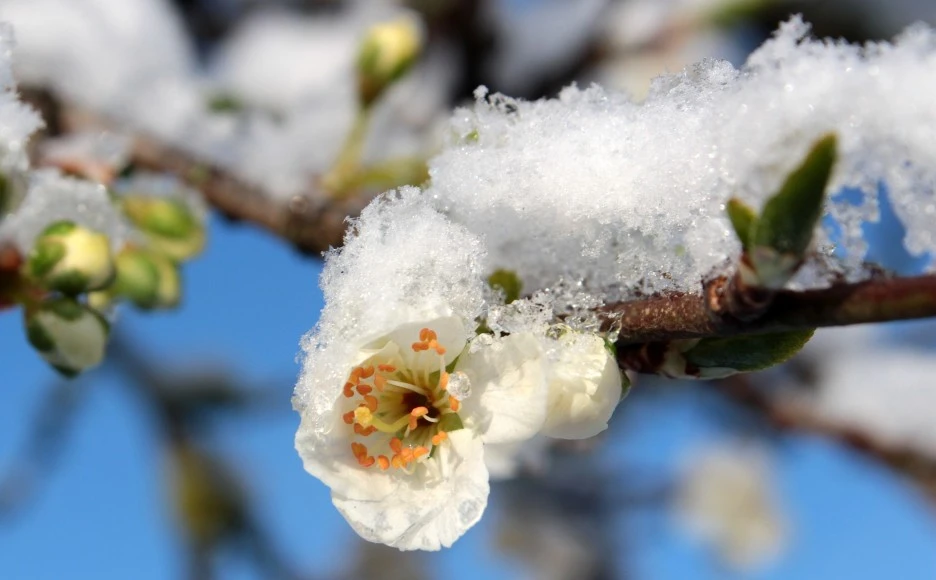 plum-blossom-1353813_1920.jpg?type=w1