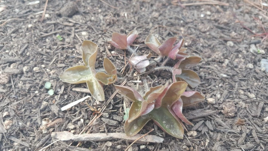 ca71_75_i2_%EC%82%AC%EC%A7%84_%EC%B6%9C%EC%B2%98_-%EC%95%88%EB%85%95,_%EC%9A%B0%EB%A6%AC%EC%83%9D%EB%AC%BC.jpg?type=w1