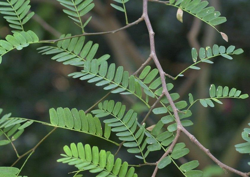 SE-b78de806-8f21-45df-b9e7-194789204981.jpg?typew1