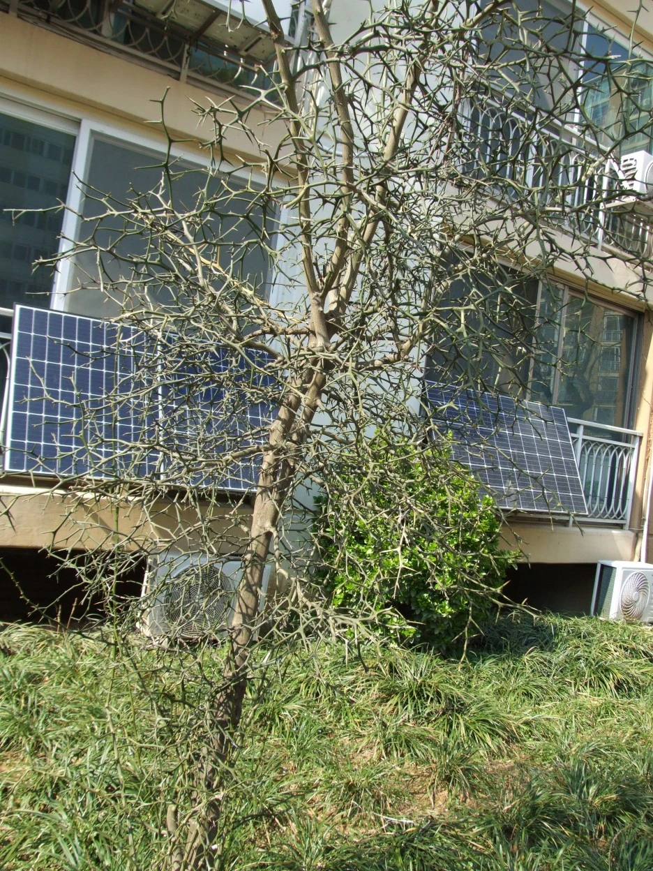 DSCF1687.JPG?type=w1