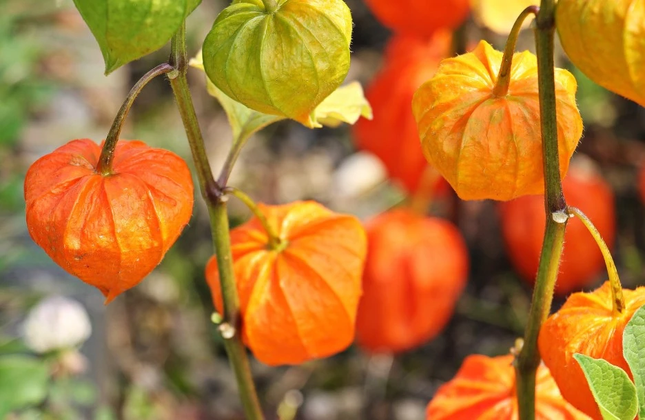 physalis-1547799_1920.jpg?type=w1
