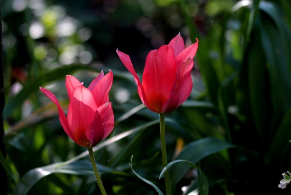 tulipa-greigii-toronto-4978462_1920.jpg?typew1