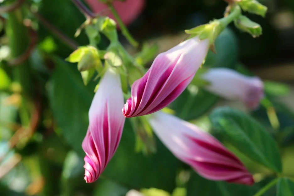 morning-glory-g2b3a5c9b1_1920.jpg?type=w1