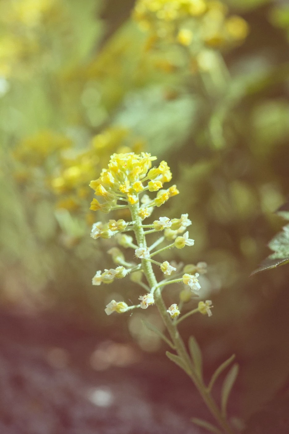 alyssum-alyssoides-7215485_1920.jpg?type=w1