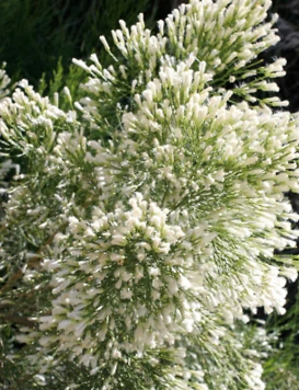 SE-7f17725e-7cf8-4ace-80d4-bb4cb9e21b8b.jpg?typew1