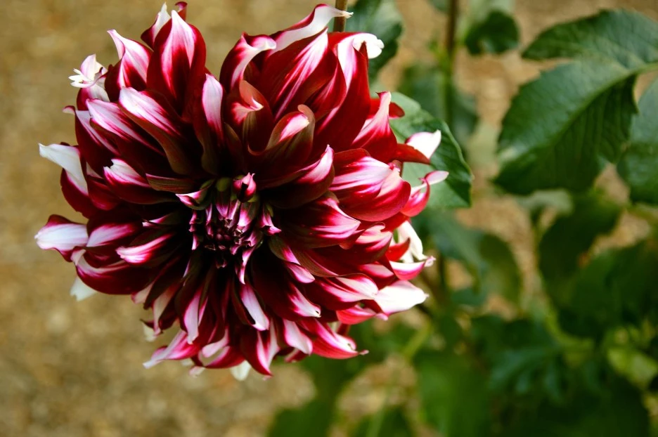 dahlia-3704570_1920.jpg?type=w1