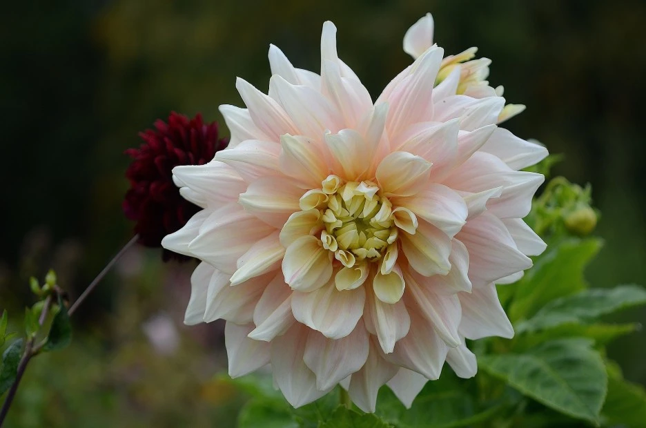 dahlia-192104_1920.jpg?type=w1