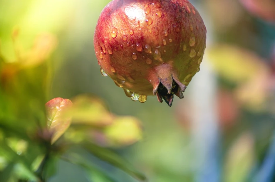 pomegranate-7502938_1920.jpg?type=w1